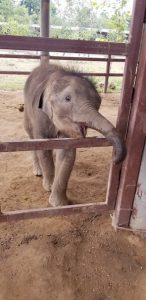 Baby elephant in Bangkok