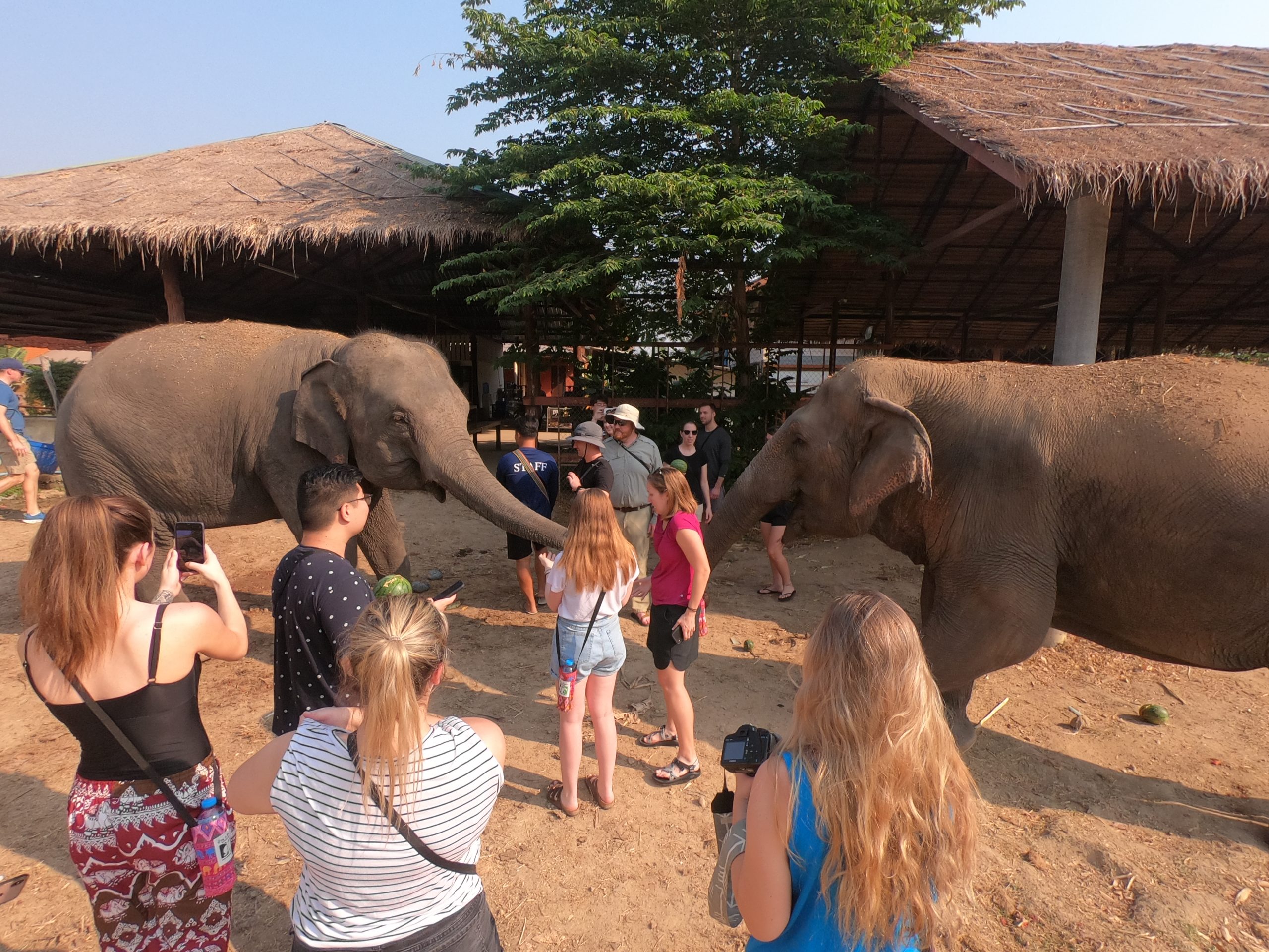 Petting the Elephants
